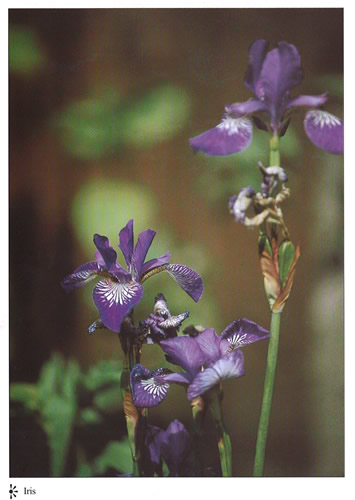 Iris postcards